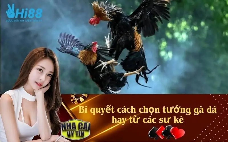 Bí quyết cách chọn tướng gà đá hay từ các sư kê