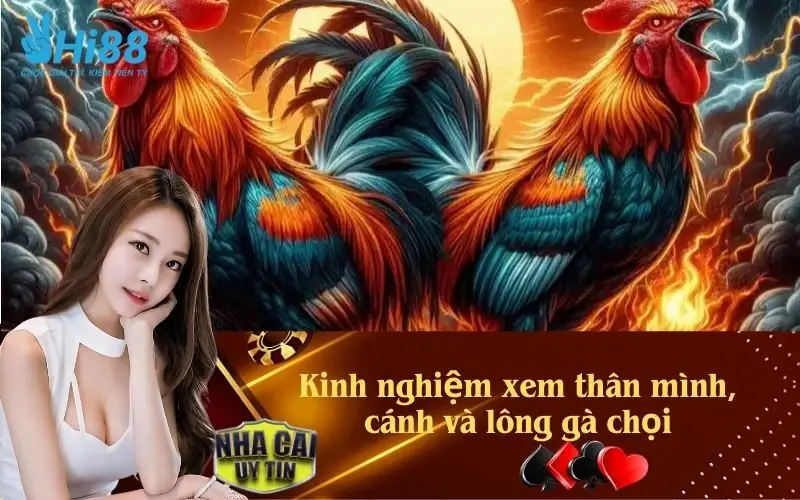 Kinh nghiệm xem thân mình, cánh và lông gà chọi